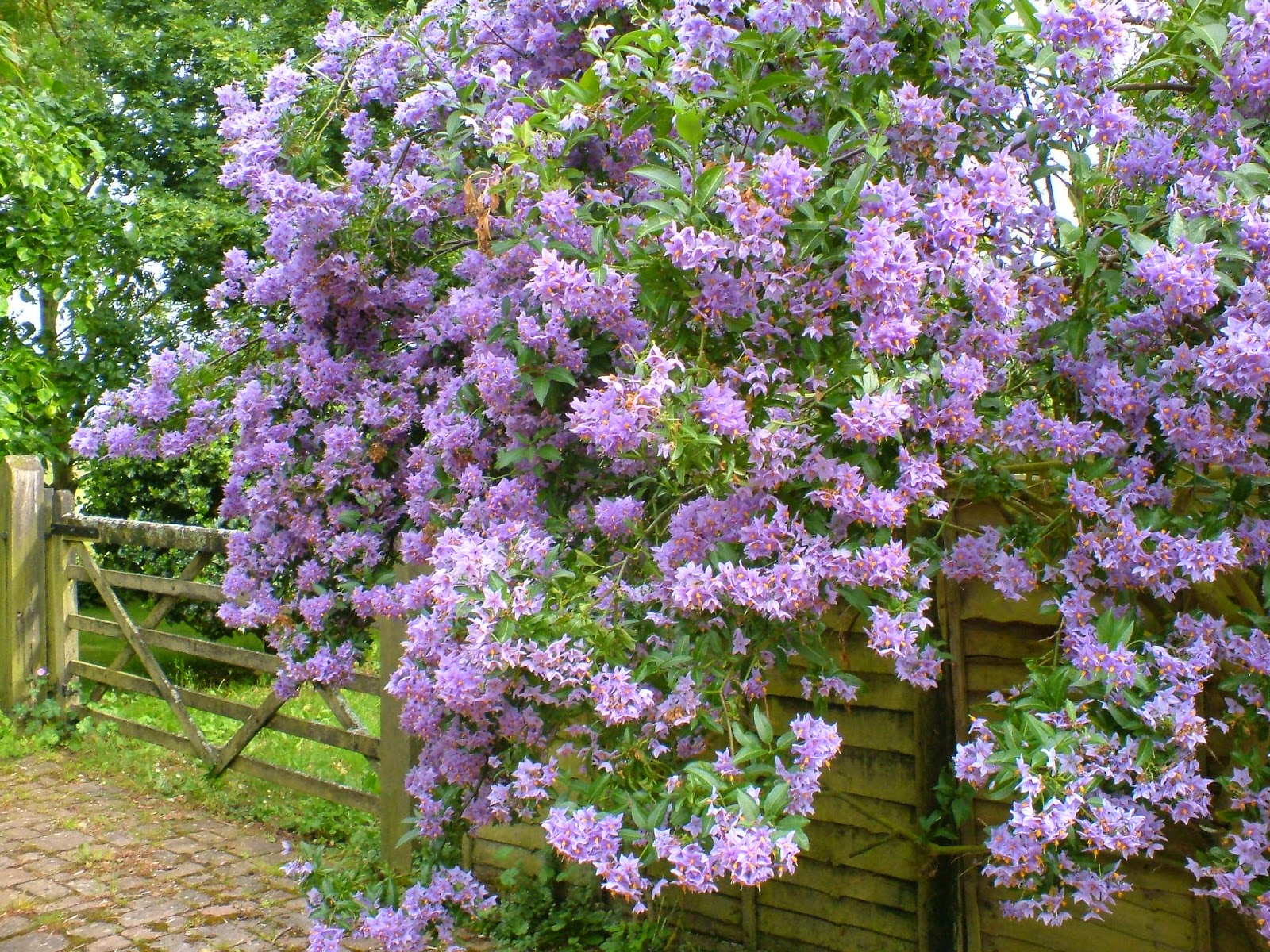 Solanum crispum